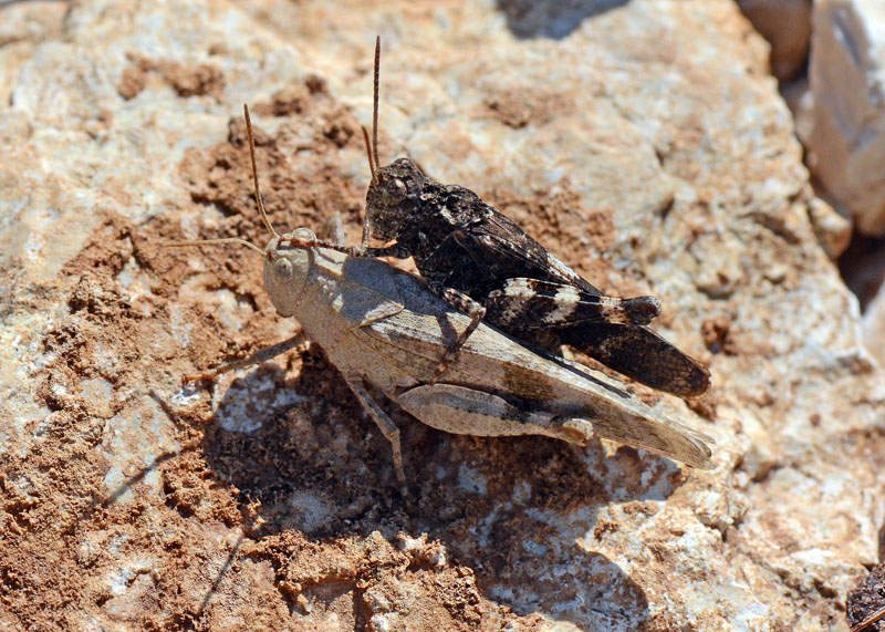 Coppia di Acrididae da determinare